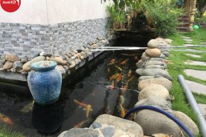 Thi công thiết kế hồ cá koi đẹp nhất, giá ưu đãi nhất hôm nay